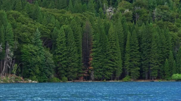 Amplio disparo desde un lago azul y una vista de los altos árboles en el fondo — Vídeos de Stock