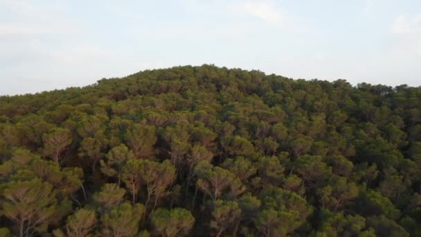 Вид з висоти пташиного польоту Shot of Tall Forest over the Mountains — стокове відео