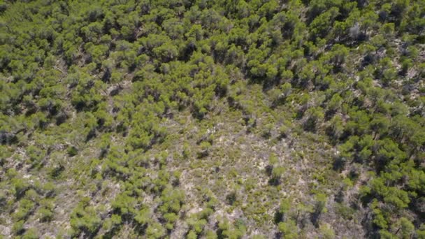 Vista panorâmica de cima de uma floresta na montanha durante o verão — Vídeo de Stock