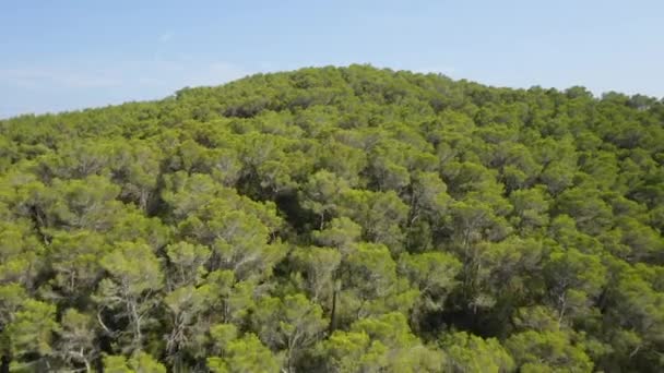 Беспилотник, зависающий над огромным горным лесом под голубым небом — стоковое видео