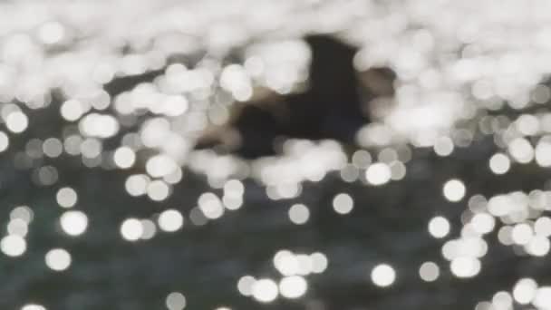 Kamera fokussiert auf einen großen Stein inmitten eines glitzernden Ozeans — Stockvideo