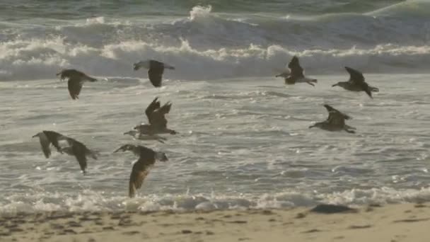 Kamerafahrt einer Schar Albatrosse, die über den von Sonnenuntergang beleuchteten Strand fliegen — Stockvideo