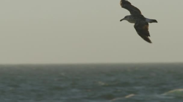 Повітряне стеження за чайкою і вид відкритого океану під час заходу сонця — стокове відео