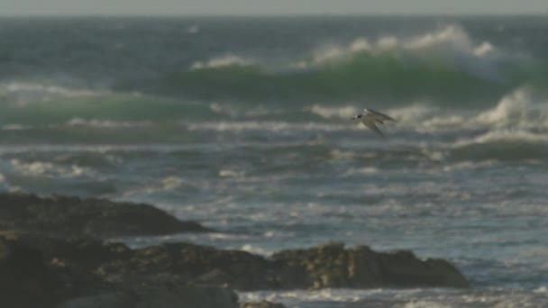 Gaivotas voando contra as fortes ondas batendo no fundo — Vídeo de Stock