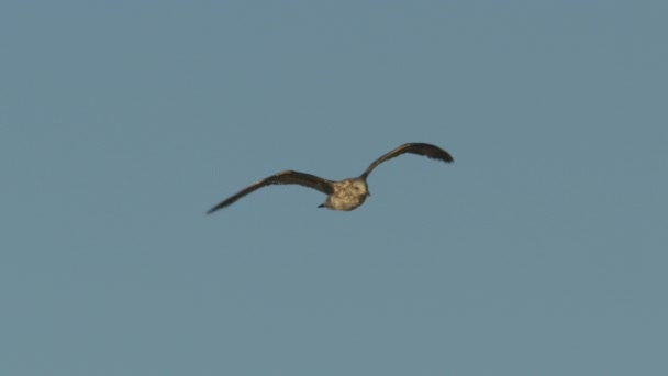 Front Shot of a Seagull Flapping Its Wings with the Clear Sky in the Background — Stock Video