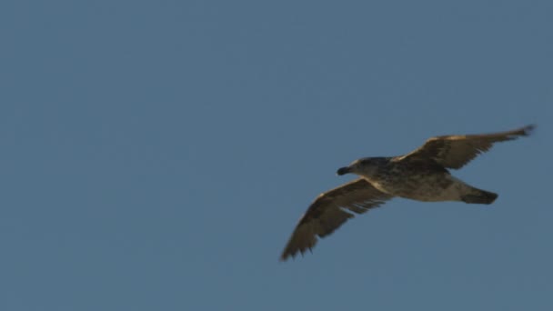 Вид на літаючу чайку з видом на блакитне небо на задньому плані — стокове відео