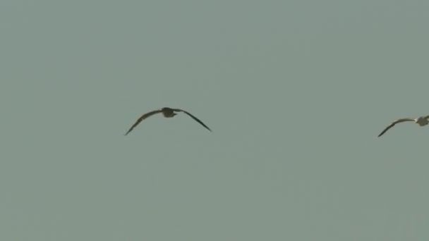 Alacsony szögű lövés egy pár madár repül egyenletesen ellen a kék ég — Stock videók
