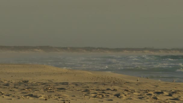 Широкий розстріл чайок літає і відпочиває на пляжі. — стокове відео