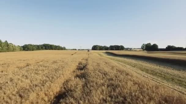 Pairando sobre campos de cultivo sendo colhidos por caminhão de agricultura contra o céu azul — Vídeo de Stock
