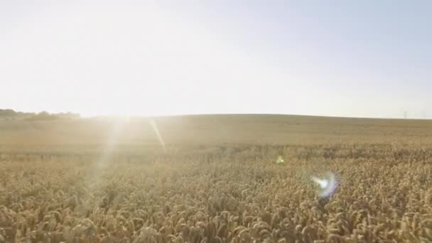 Drone colpo di campo maestoso raccolto sotto cieli sereni in una giornata soleggiata — Video Stock