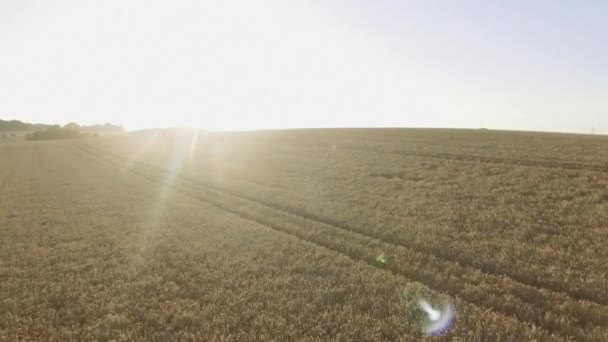 Zooma ut skott av en bred gröda fält mot soliga himlar — Stockvideo