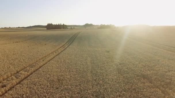 Majestoso sol brilhando diretamente acima de um vasto campo de culturas — Vídeo de Stock