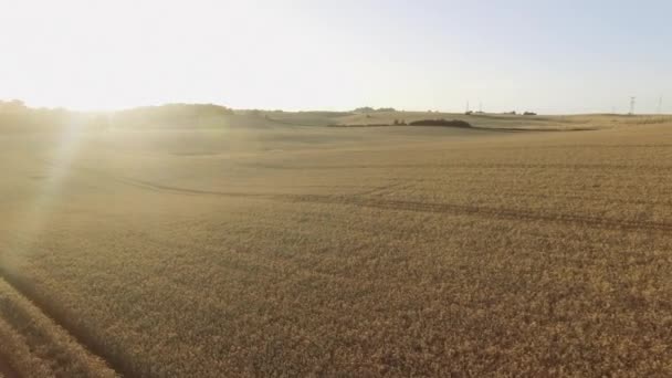 Drone Shot of Crop Meadows estirándose desde lejos en un día soleado brillante — Vídeo de stock