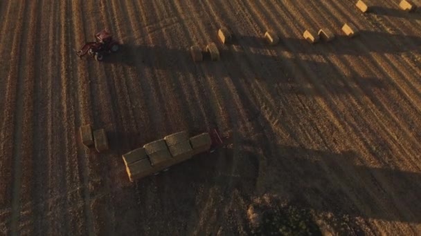 Trucktraktor manövrera ett öppet fält Samla Lådor av Hay Stacks — Stockvideo