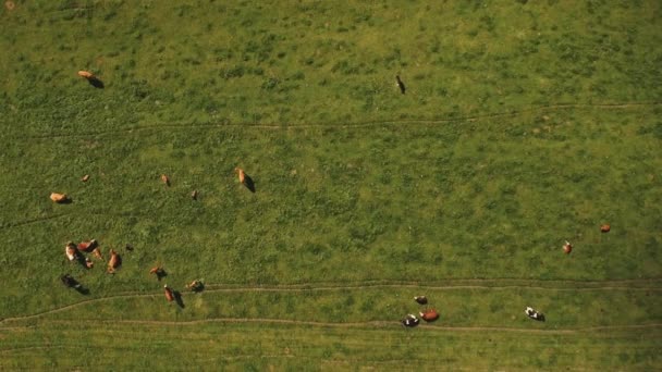 Kühe auf grünen Wiesen fressen, während Wolkenschatten den Boden bedecken — Stockvideo