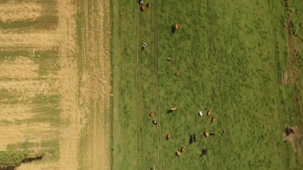 Vista dall'alto dei terreni agricoli verdi e degli animali che mangiano erba — Video Stock