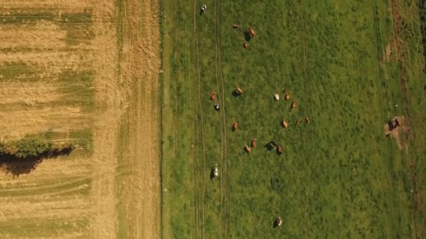 Top Pohled na krásnou zemědělskou krajinu se zvířaty pobývajícími na zelených pastvinách — Stock video