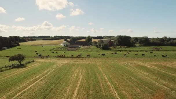 Animales de granja vagando libremente por un gran campo de cultivo bajo cielos azules — Vídeo de stock