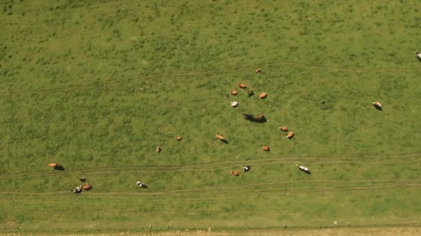 Pastagens verdes e vacas com sol brilhando nele — Vídeo de Stock