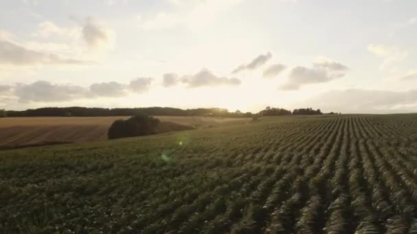 Panorámica de cultivos frescos balanceándose con viento con destello de sol en el marco — Vídeo de stock