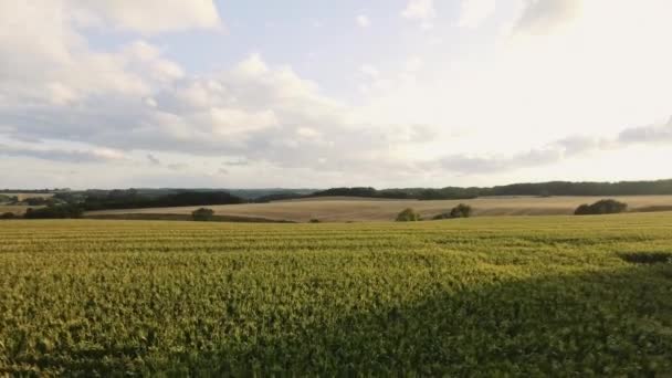 Magnifique paysage tourné de champ vaste prêt pour la récolte sous le ciel bleu — Video