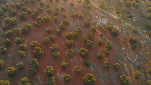 Vista aérea do sol brilhando acima das árvores da floresta calma — Vídeo de Stock