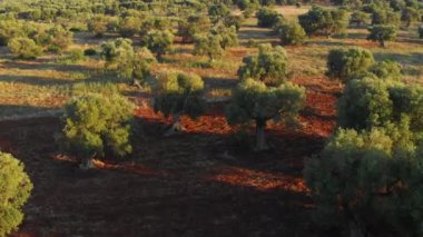 Bird's Eye View of Majestic Trees Planted Apart in the Forest on a Sunny Day