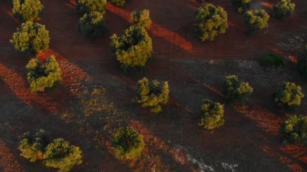 Повітряний знімок високих дерев з тінями на землі — стокове відео