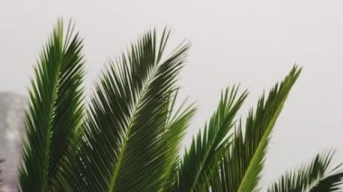 Closeup Shot of Palm Leaves on a Beautiful Windy Day