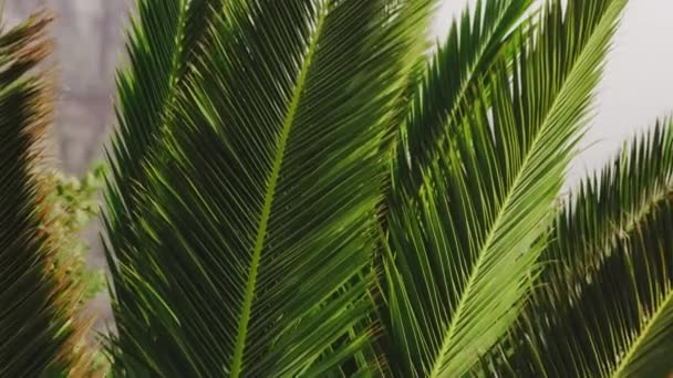 Tilting Shot of Green Palm Leaves Going Up Porady w wietrzny dzień — Wideo stockowe