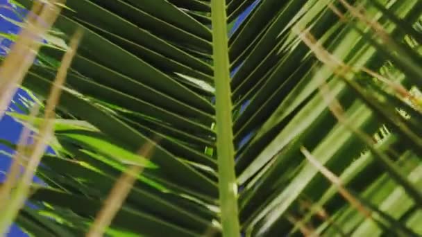 Magnífico disparo de hojas de palmera balanceándose con cielos azules en el fondo — Vídeos de Stock