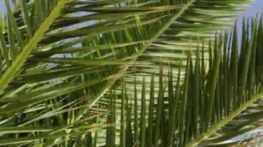 Closeup Shot of Palm Tree Branches and Leaves on a Windy Day