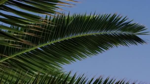 Величественные пальмовые ветви и листья, колеблющиеся с ветром — стоковое видео