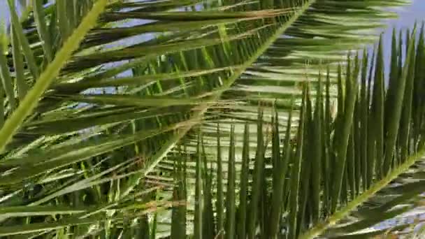 Nahaufnahme von Palmenzweigen und Blättern an einem windigen Tag — Stockvideo