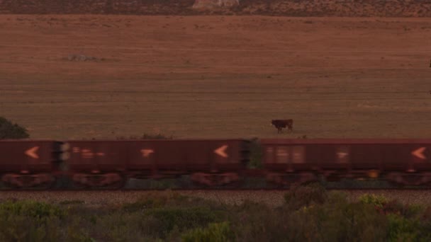 Rusty Freight van treinen passeren door de spoorwegen door het veld — Stockvideo