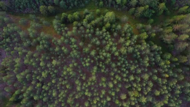 Luftaufnahme von hoch stehenden Waldbäumen mitten im Wald in Norwegen — Stockvideo