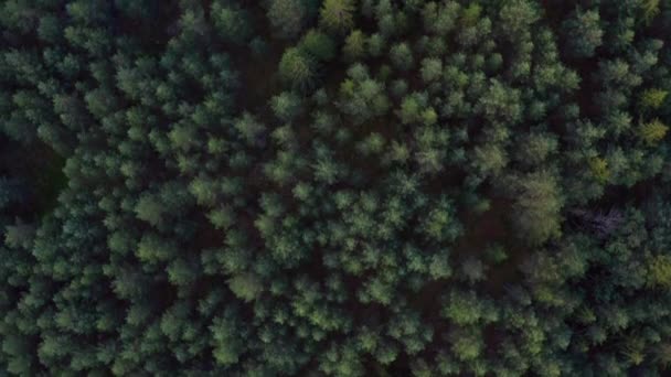 Abundant Pine Trees Surrounding the Forest in Norway — Stockvideo