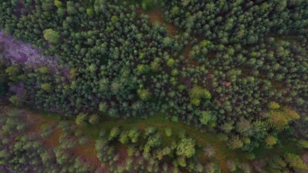 Maravilloso chupito de pinos en el bosque de Noruega — Vídeos de Stock