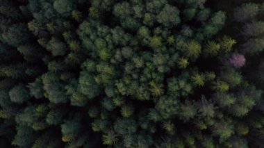 Drone Flying Above an Evergreen Forest in Norway