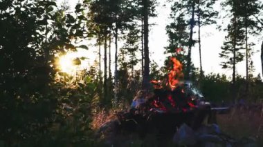 Burning Campfire in the Middle of the Forest Under the Heat of the Sun