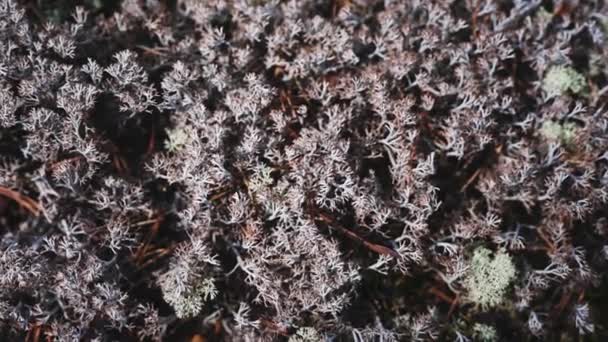 Fokussierte Aufnahme schöner weißer Blätter in Norwegen — Stockvideo