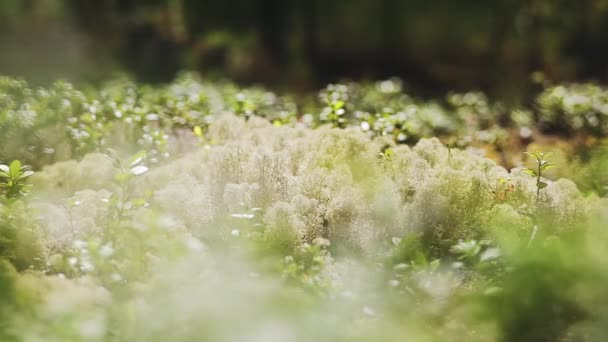 Flores blancas de Bush en un campo abierto en Noruega — Vídeo de stock