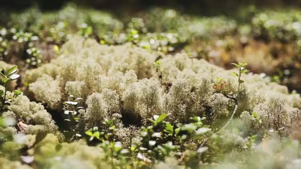 Hermosas flores blancas de Bush en exuberantes campos verdes — Vídeos de Stock