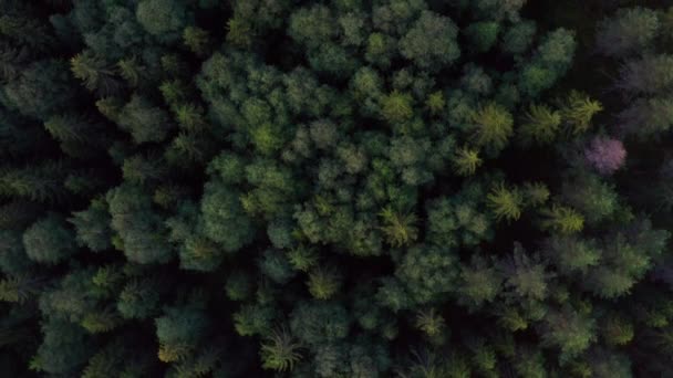 Беспилотник летит над вечнозеленым лесом в Норвегии — стоковое видео
