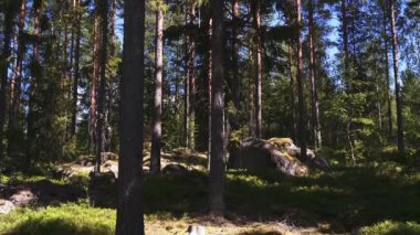 Tall Norwegian Spruce Trees in the Middle of Forest