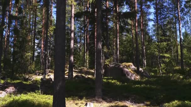 Árvores Spruce norueguesas altas no meio da floresta — Vídeo de Stock