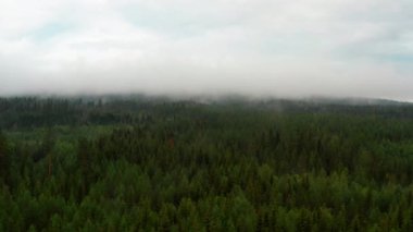 Thick Fogs Covering the Tips of the Tall Forest Trees