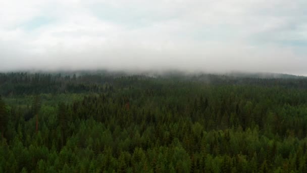 Dichter Nebel bedeckt die Spitzen der hohen Waldbäume — Stockvideo