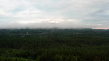 Fog Covering the Tips of the Pine Trees in a Norwegian Forest