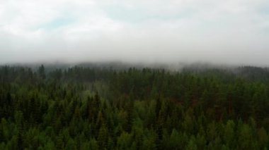 Clear Skies and Foggy Forest Trees in Norway